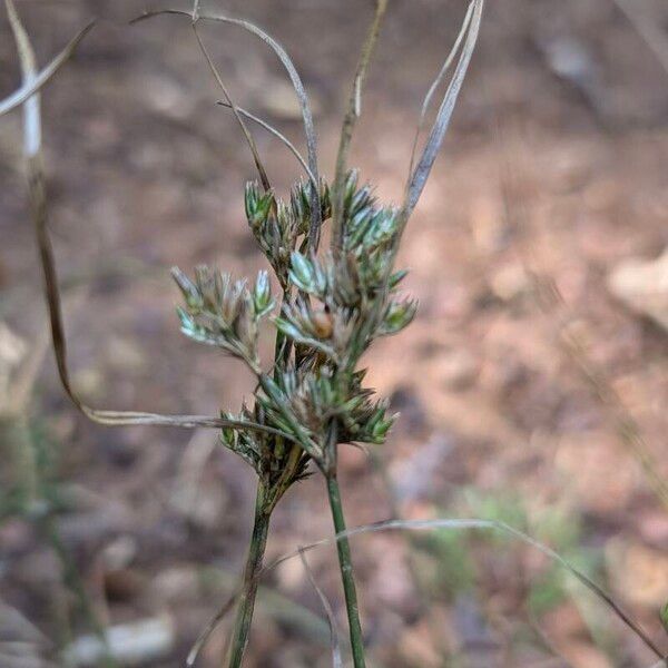 Juncus tenuis Frukt