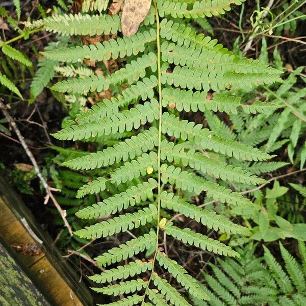 Osmundastrum cinnamomeum Feuille