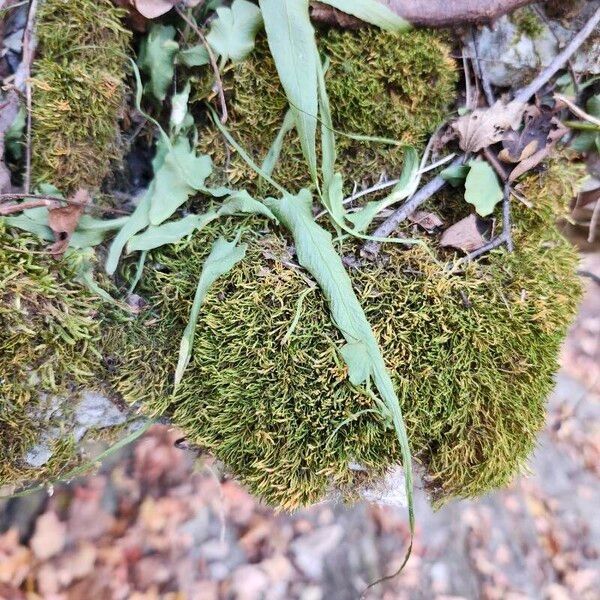 Asplenium rhizophyllum Leaf