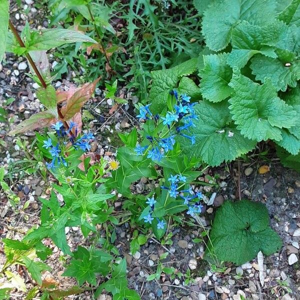 Amsonia tabernaemontana Облик