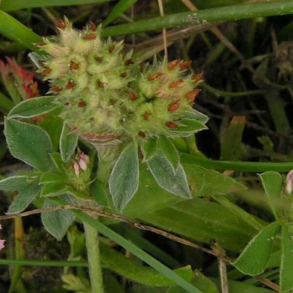 Trifolium striatum ᱡᱚ
