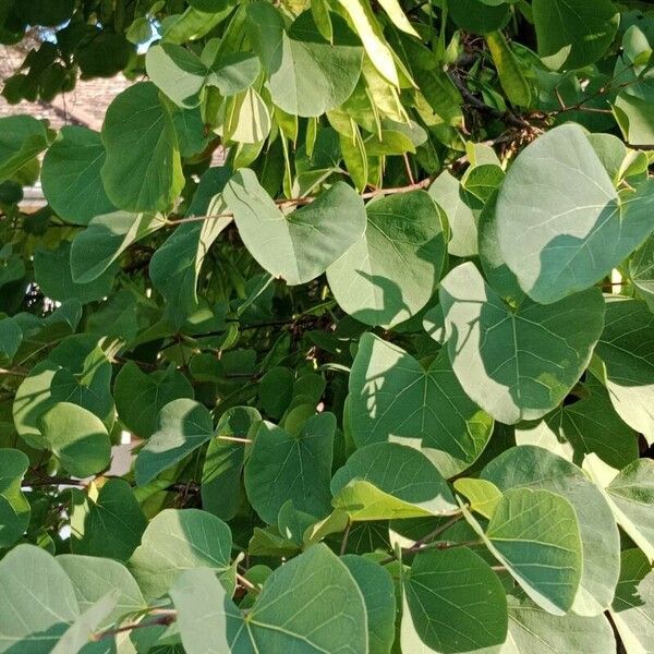 Cercis siliquastrum Feuille