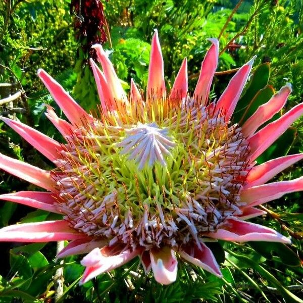 Protea cynaroides फूल