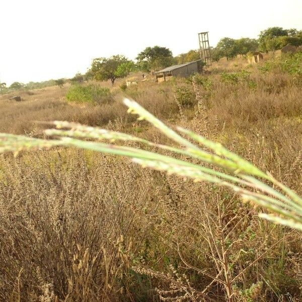 Paspalum urvillei Λουλούδι