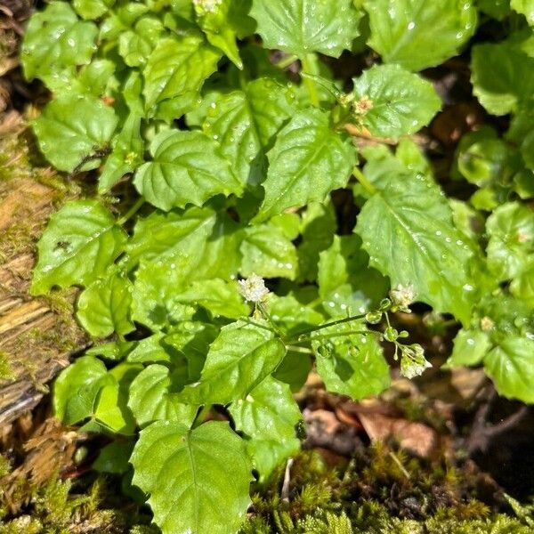 Circaea alpina Liść