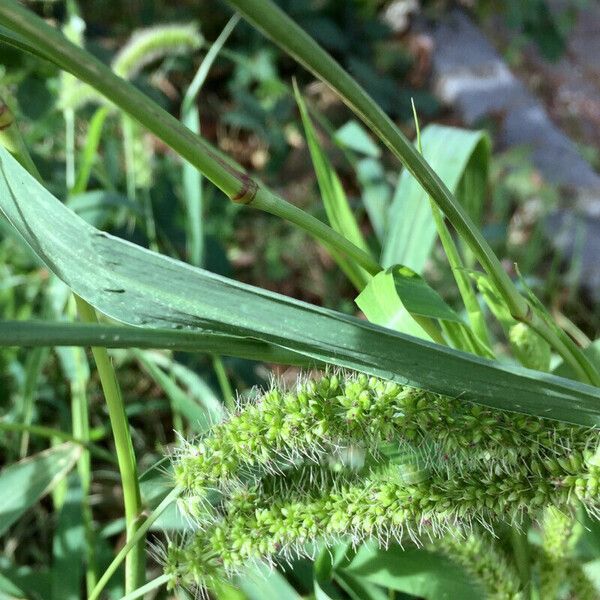 Setaria verticillata 果