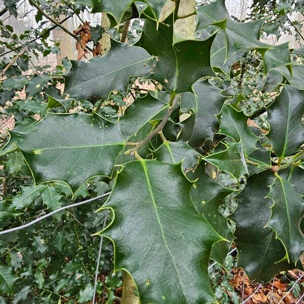 Ilex aquifolium Blad