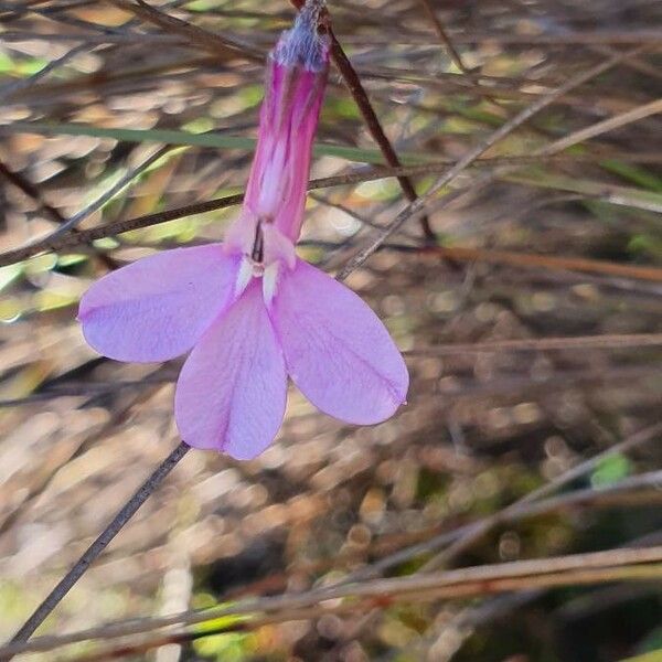 Lobelia holstii Floro