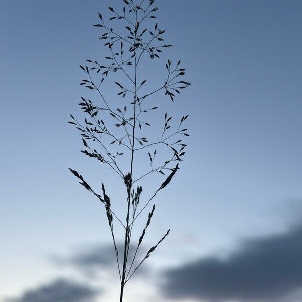 Agrostis capillaris Blodyn