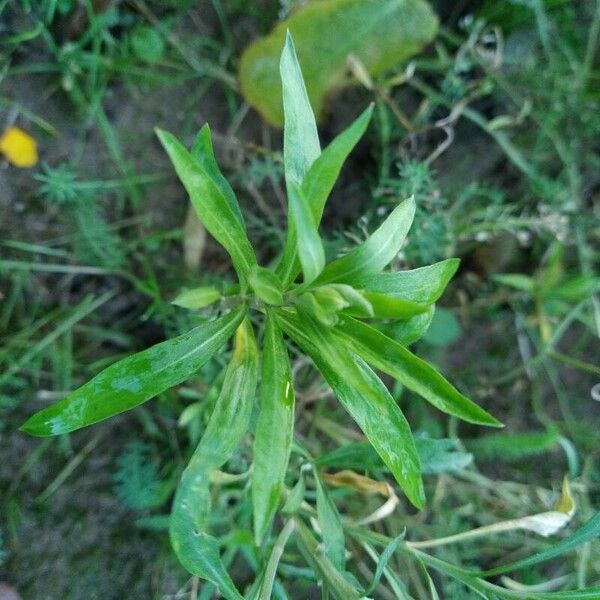 Erysimum × cheiri Folha