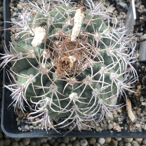 Gymnocalycium castellanosii Folio