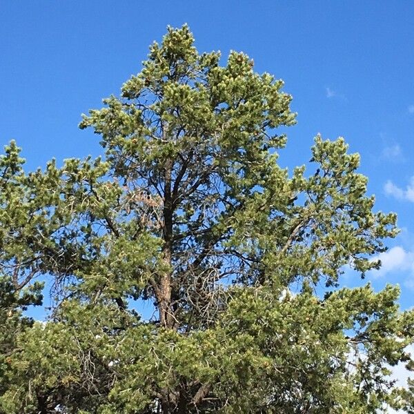 Pinus edulis Habitus