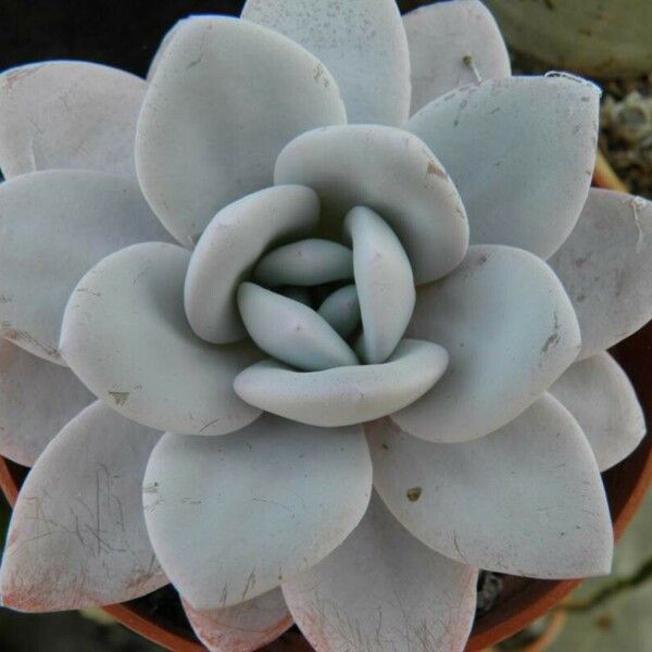 Echeveria laui 叶