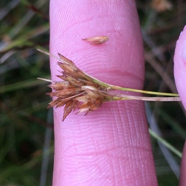 Rhynchospora alba Floro