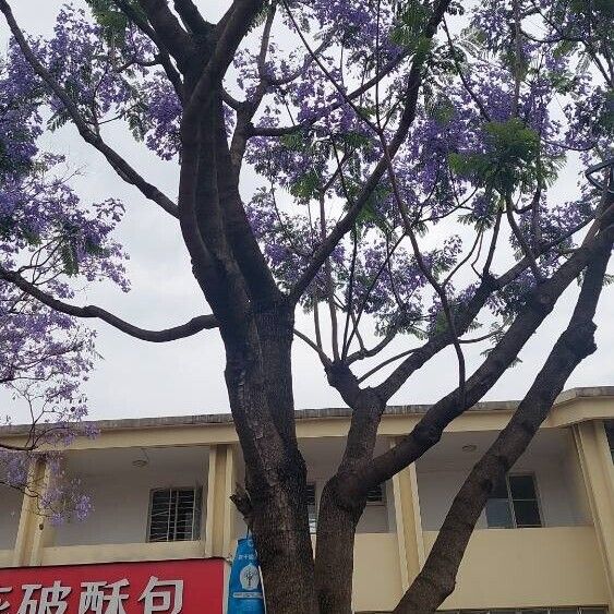 Jacaranda mimosifolia Habit