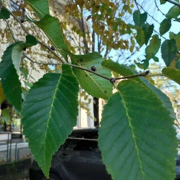 Ulmus pumila Blad