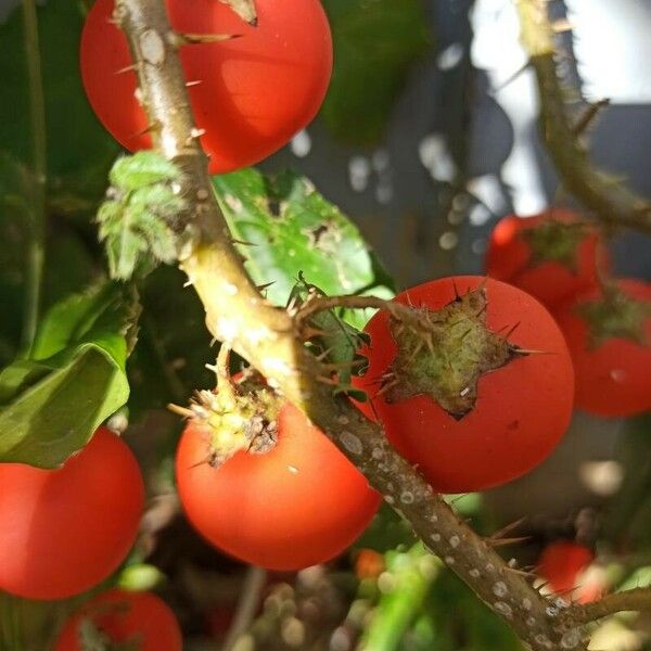 Solanum capsicoides Ffrwyth