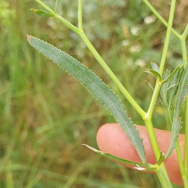 Falcaria vulgaris Folla