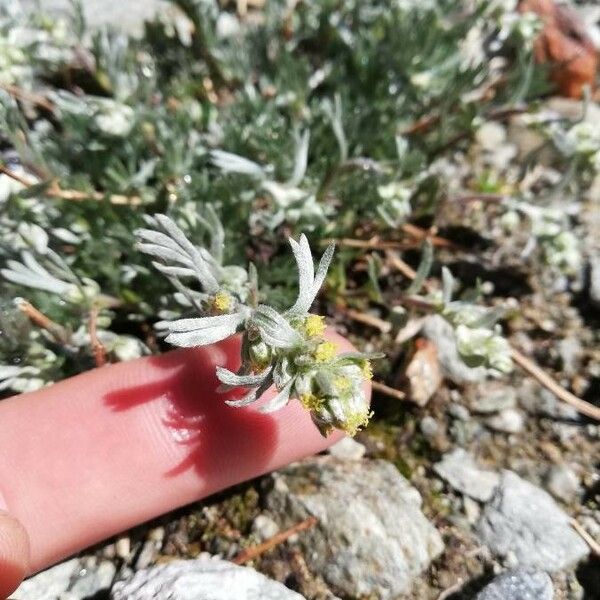 Artemisia umbelliformis ᱵᱟᱦᱟ