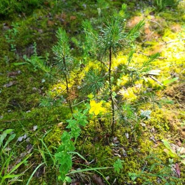 Hypericum empetrifolium 花