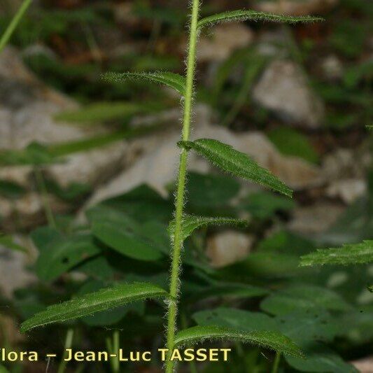 Leucanthemum pallens Ліст