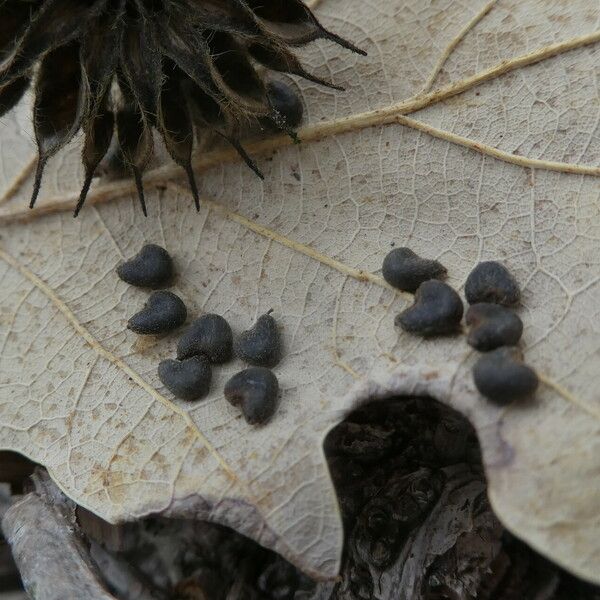 Abutilon theophrasti Fruit