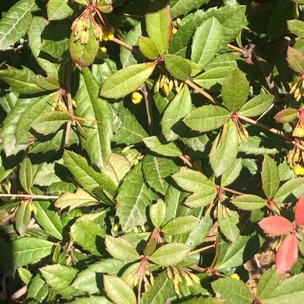 Berberis manipurana Leaf