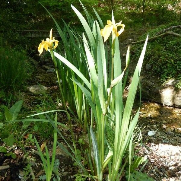 Iris pseudacorus Hábito