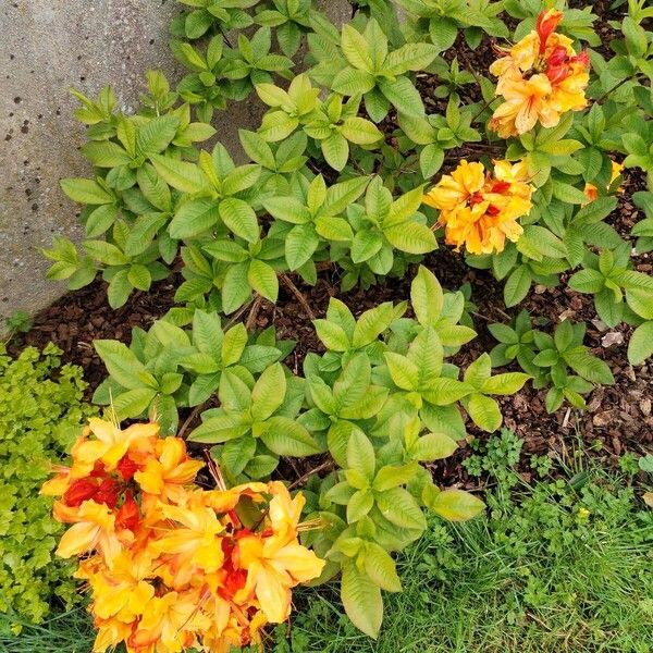 Rhododendron calendulaceum Habit