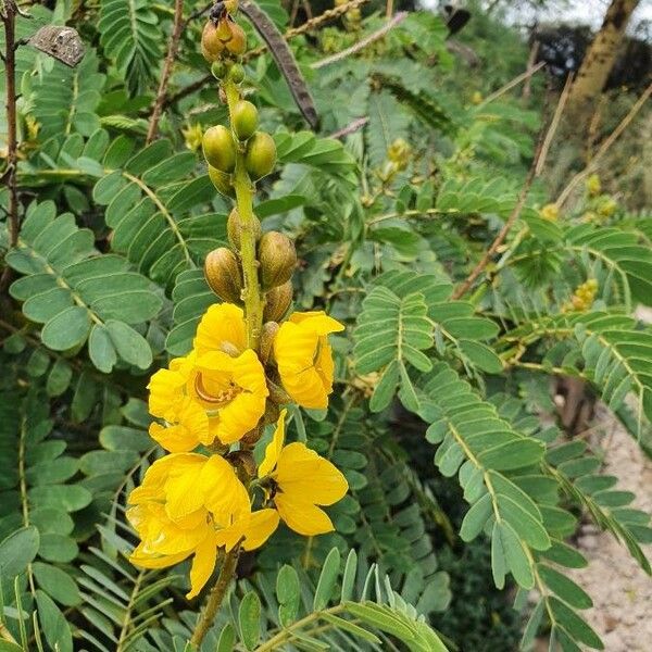 Senna didymobotrya Flower