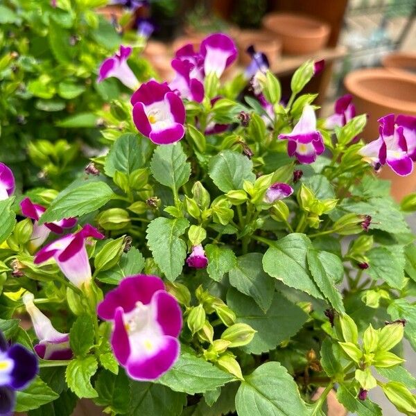 Torenia fournieri Flower