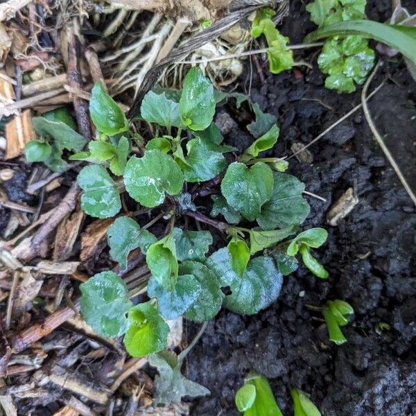 Viola riviniana Folha