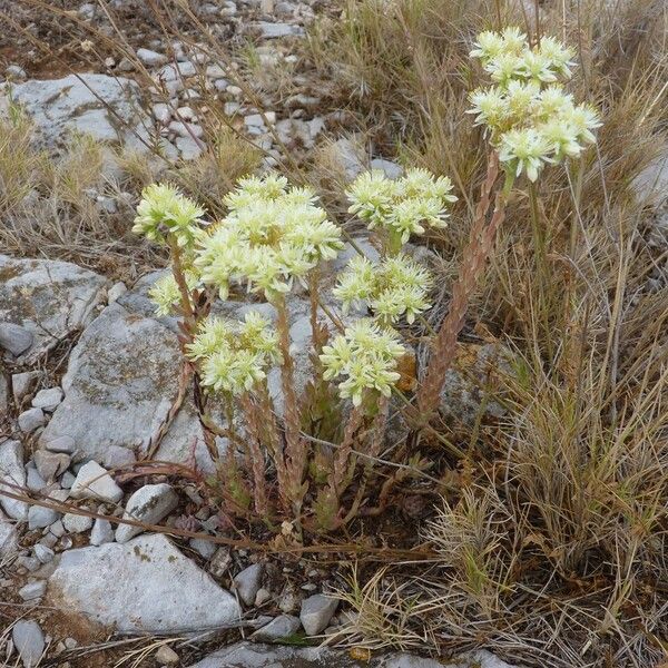 Sedum sediforme Outro