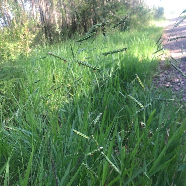 Urochloa eminii Tervik taim