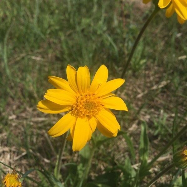 Balsamorhiza hookeri Flower