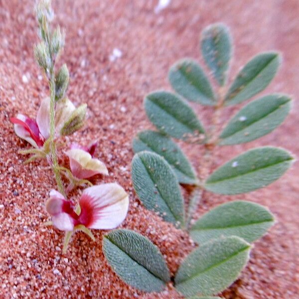 Indigofera spicata Hostoa