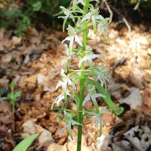 Platanthera bifolia Цвят