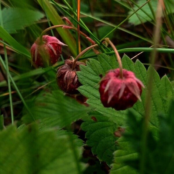 Fragaria viridis Frukto