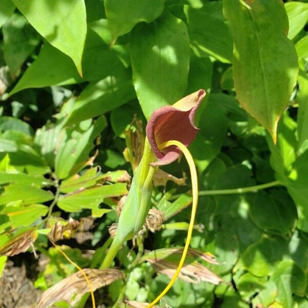 Arisaema triphyllum പുഷ്പം