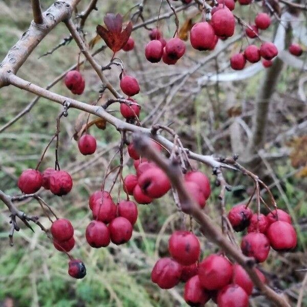 Crataegus laciniata Fruit