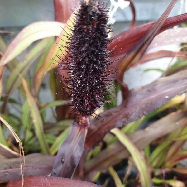 Pennisetum glaucum പുഷ്പം