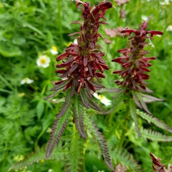 Pedicularis recutita 花