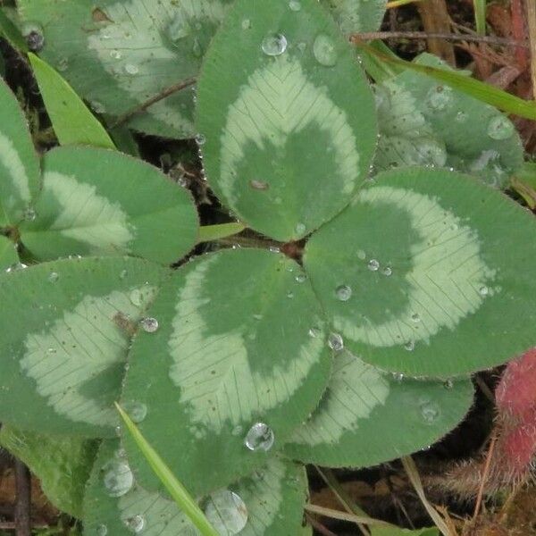 Trifolium repens List