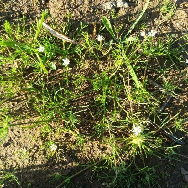 Spergula arvensis Bloem