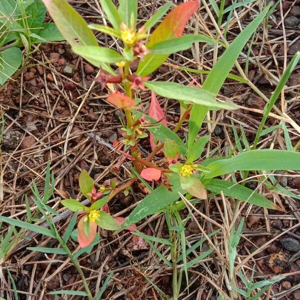 Ludwigia hyssopifolia Habitatea