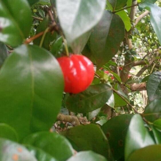 Eugenia uniflora Fruit