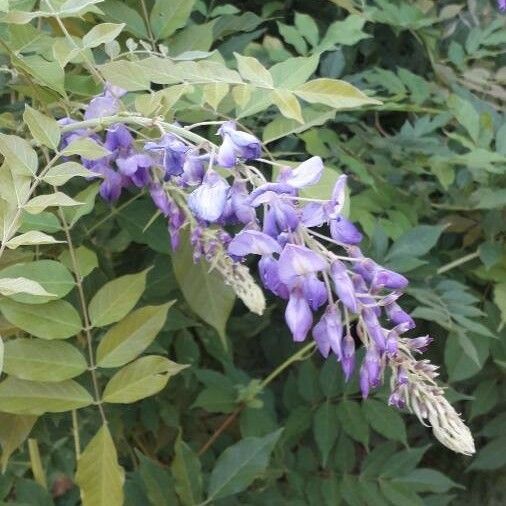 Wisteria sinensis Çiçek