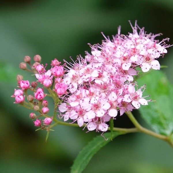 Spiraea japonica Flower