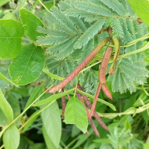 Desmanthus virgatus Vrucht