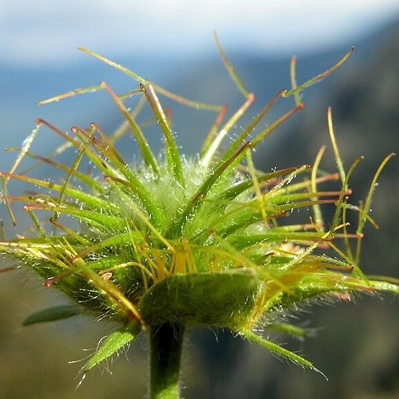 Geum pyrenaicum Fruit